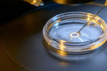 揭秘试管婴儿成功新发现，优质卵泡是关键